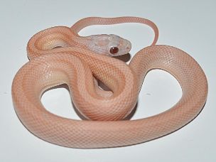HATCHLING
