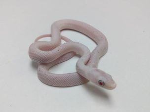 HATCHLING