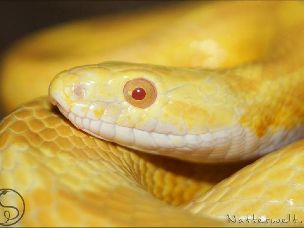 EYE