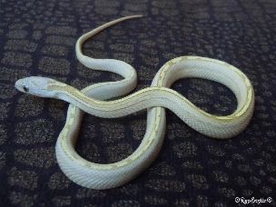 HATCHLING