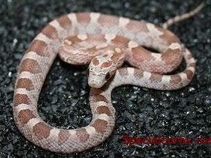 HATCHLING