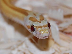 EYE