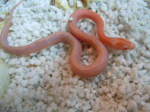 HATCHLING