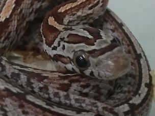 EYE