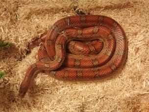 ADULT