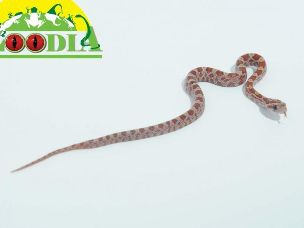 HATCHLING