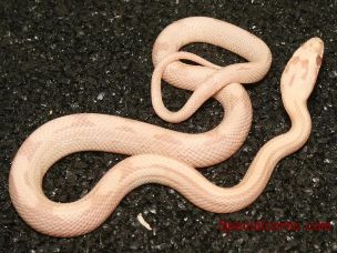 HATCHLING