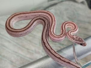 HATCHLING