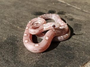 HATCHLING