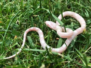 HATCHLING