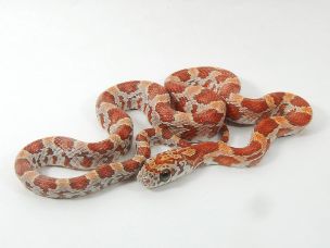 HATCHLING