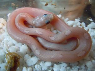 HATCHLING