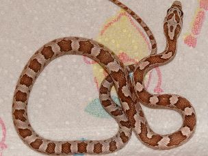 HATCHLING