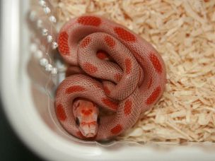 HATCHLING