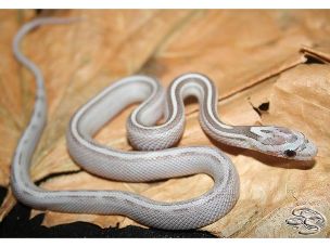 HATCHLING