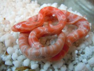 HATCHLING