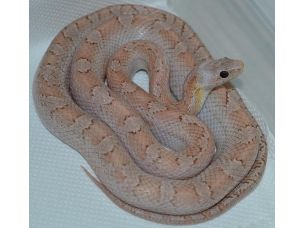 ADULT