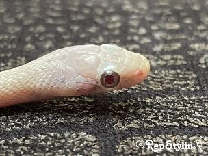 EYE