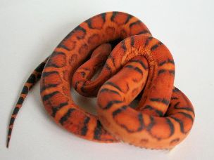 HATCHLING