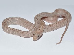 HATCHLING