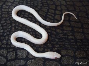 HATCHLING