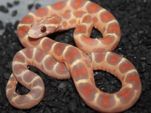 HATCHLING