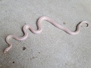 ADULT