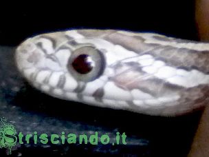 EYE