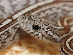 EYE