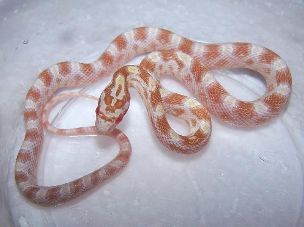 HATCHLING