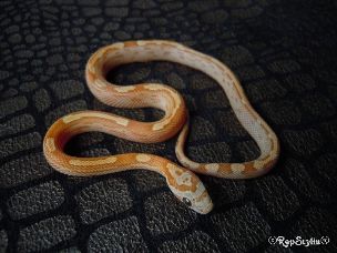 HATCHLING