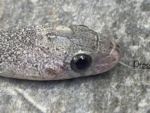 EYE