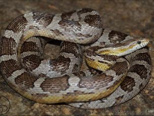 ADULT