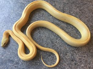 ADULT
