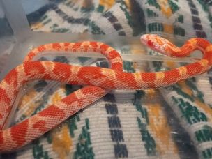 HATCHLING