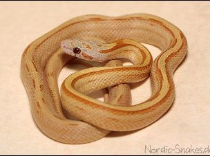 HATCHLING