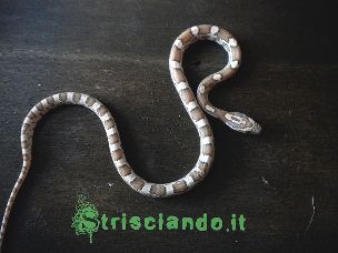 HATCHLING