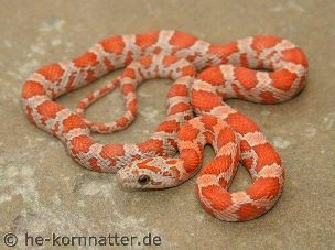 HATCHLING