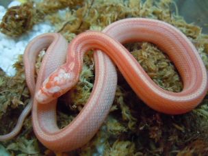 HATCHLING