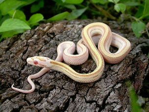 HATCHLING