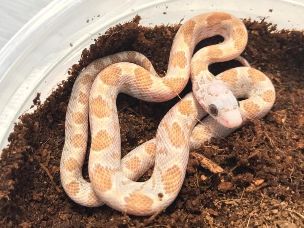 HATCHLING