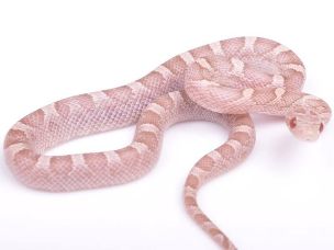 HATCHLING