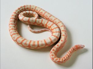 ADULT