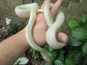 ADULT