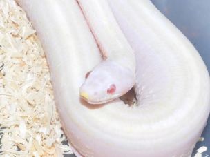 EYE