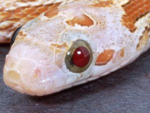 EYE