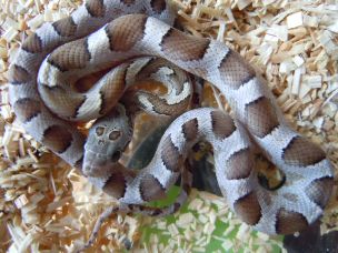 HATCHLING