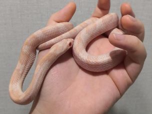 ADULT
