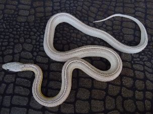 ADULT