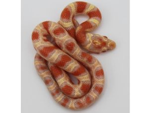 HATCHLING